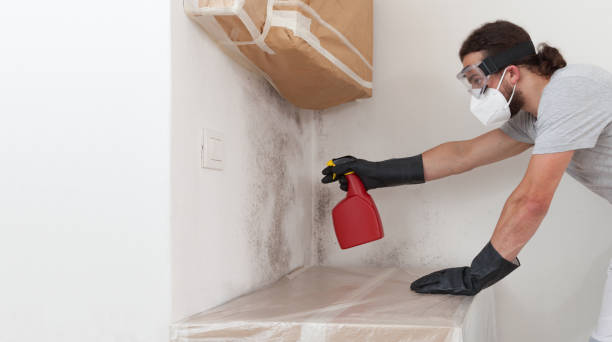 Professional Attic Mold Remediation technician working in Selden, NY
